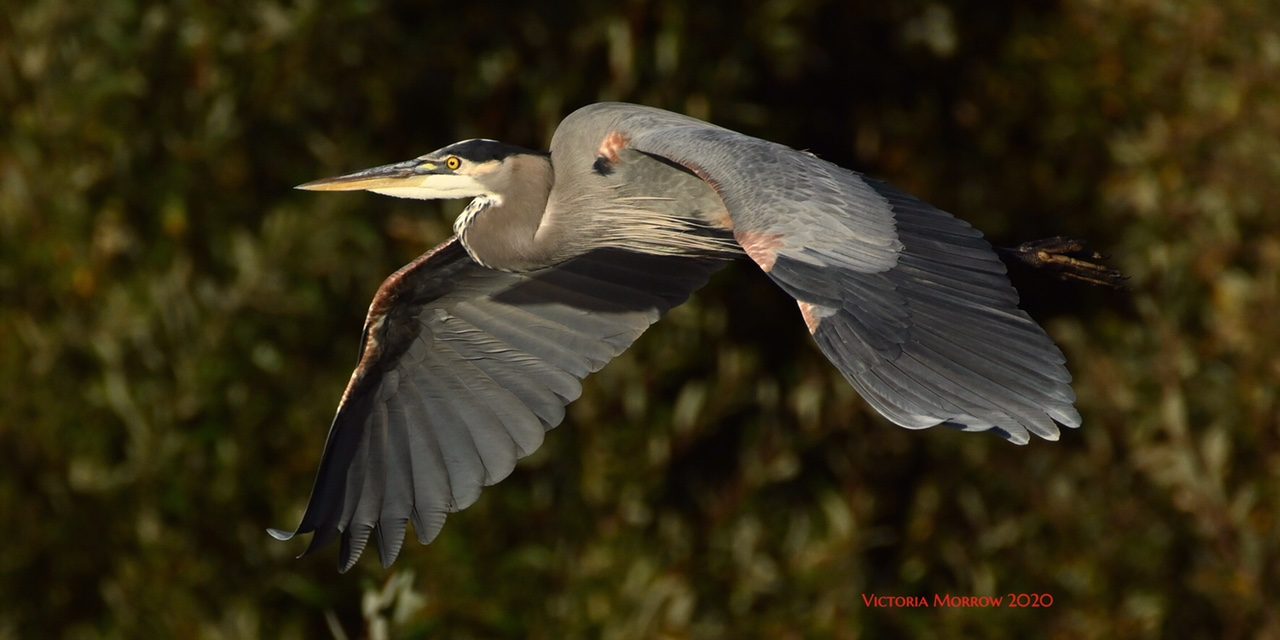 The Graceful Great Blue Herons