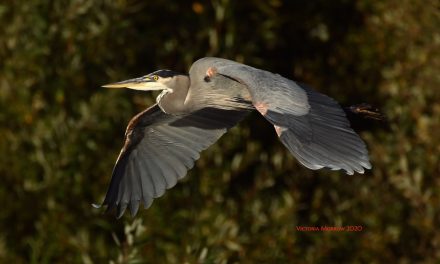 The Graceful Great Blue Herons