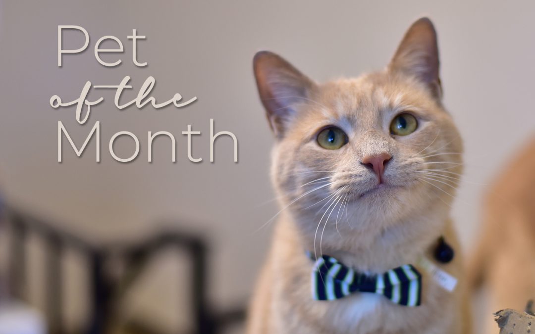 Furry Spotlight:Luci is our Pet of the Month!