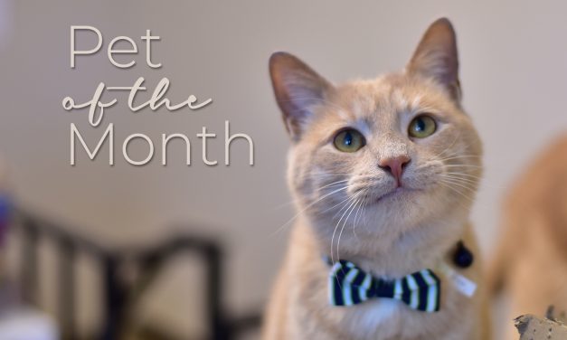 Furry Spotlight:<BR>Luci is our Pet of the Month!