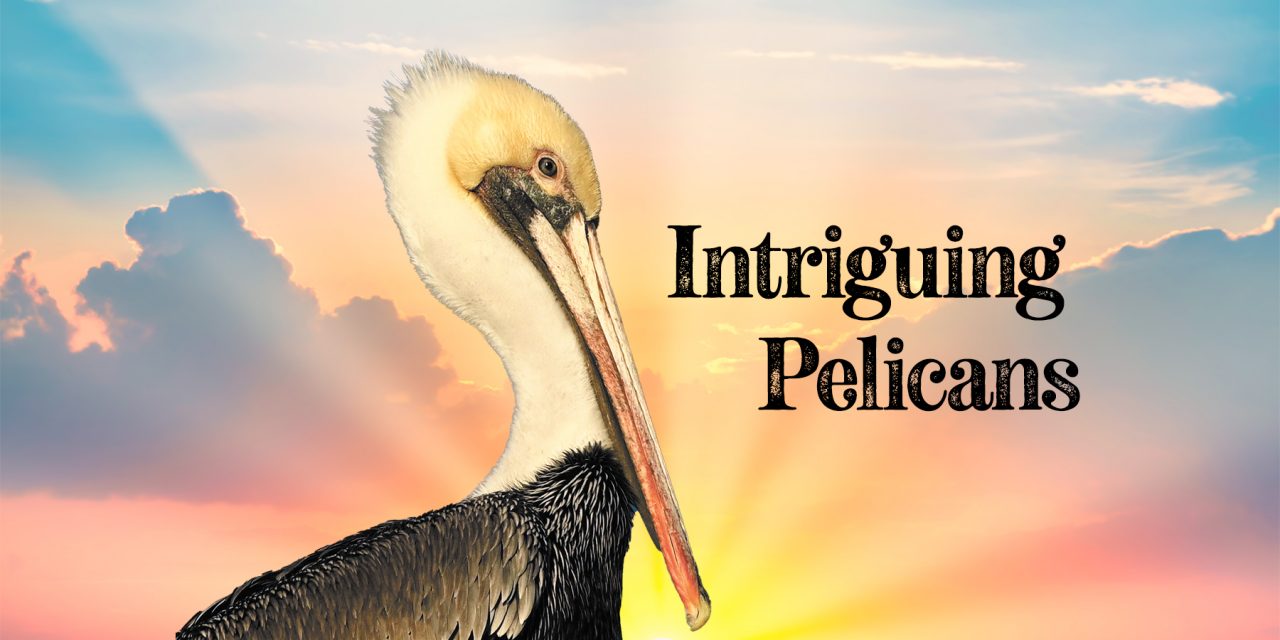 Intriguing Pelicans