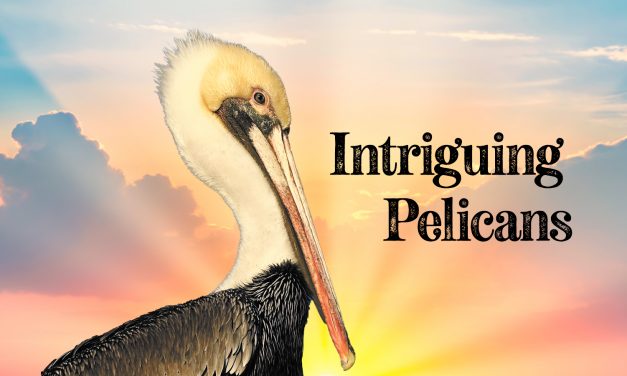 Intriguing Pelicans